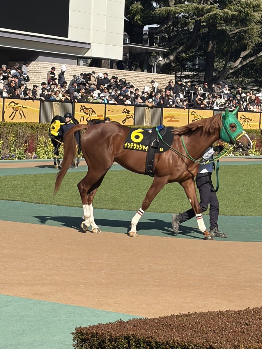 【UAEダービーにイッテラッシャイ！】

昨日、ドバイ政府（ドバイ王室）が設立した競馬の統括・運営組織「ドバイレーシングクラブ」から嬉しい知らせが届いた。