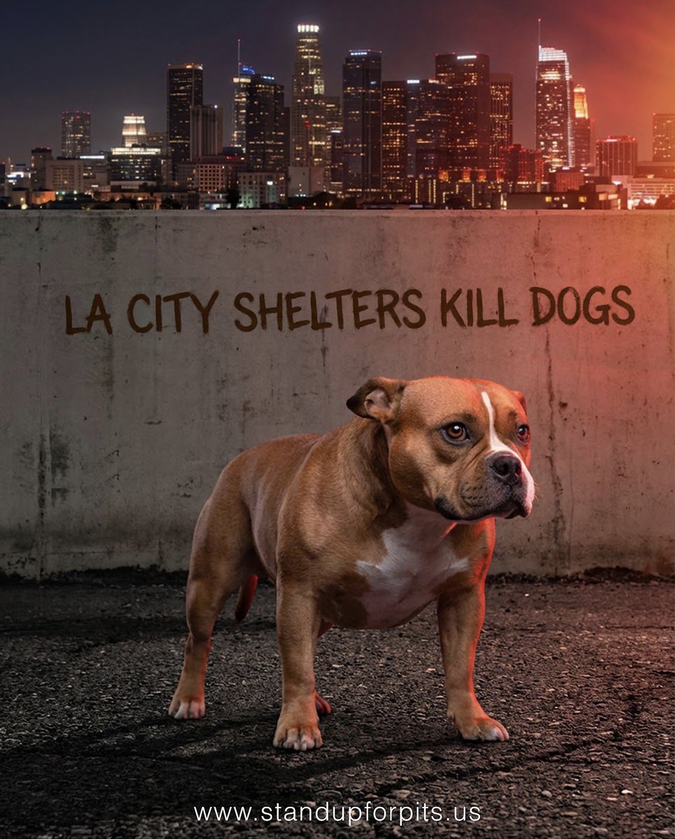 SUFPFoundation's tweet photo. THERE IS NOTHING "No Kill" ABOUT KILLING ANIMALS. 

It's time Los Angeles stop lying and start telling the truth. 

#standupforpits #stopthekilling #nokillLAisalie #angelforever https://t.co/Mb0gA1jRQw