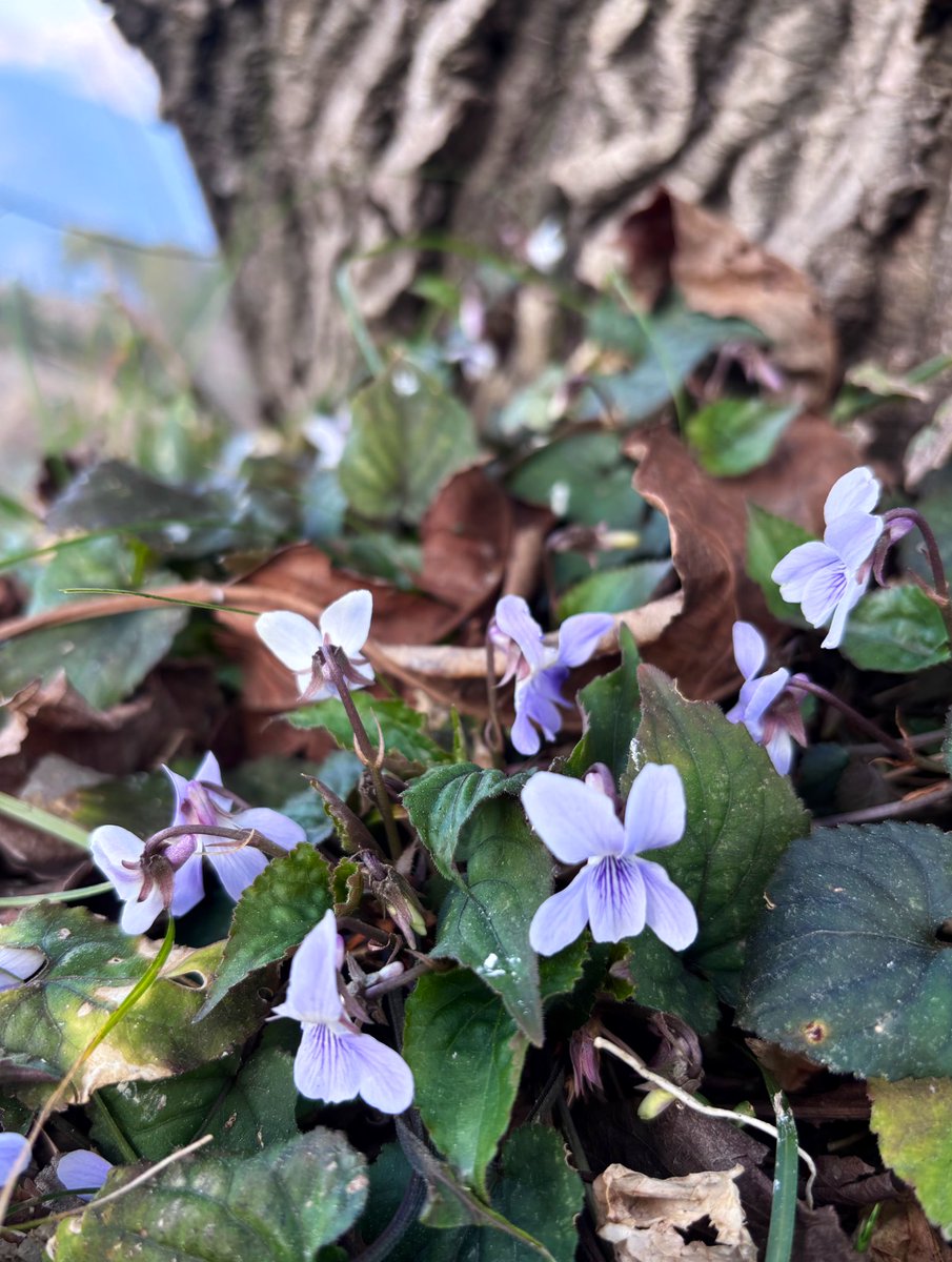 Ashutosh_05sn's tweet photo. Viola canescens
Himalayan White #Violet
An early spring blooming herb from #Himalaya. Used in traditional #ethnobotanical and #Ayurveda medicine under name #Banafsha for cold and respiratory issues etc.
#Botany #Viola #Violaceae #Garhwal #medicinalplants #ethno #Taxonomy https://t.co/FgO2EvVSKh