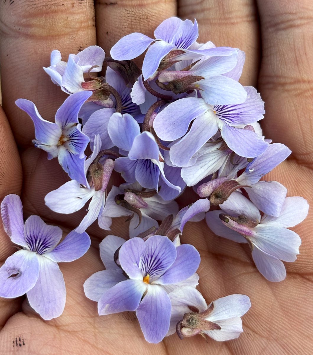Ashutosh_05sn's tweet photo. Viola canescens
Himalayan White #Violet
An early spring blooming herb from #Himalaya. Used in traditional #ethnobotanical and #Ayurveda medicine under name #Banafsha for cold and respiratory issues etc.
#Botany #Viola #Violaceae #Garhwal #medicinalplants #ethno #Taxonomy https://t.co/FgO2EvVSKh