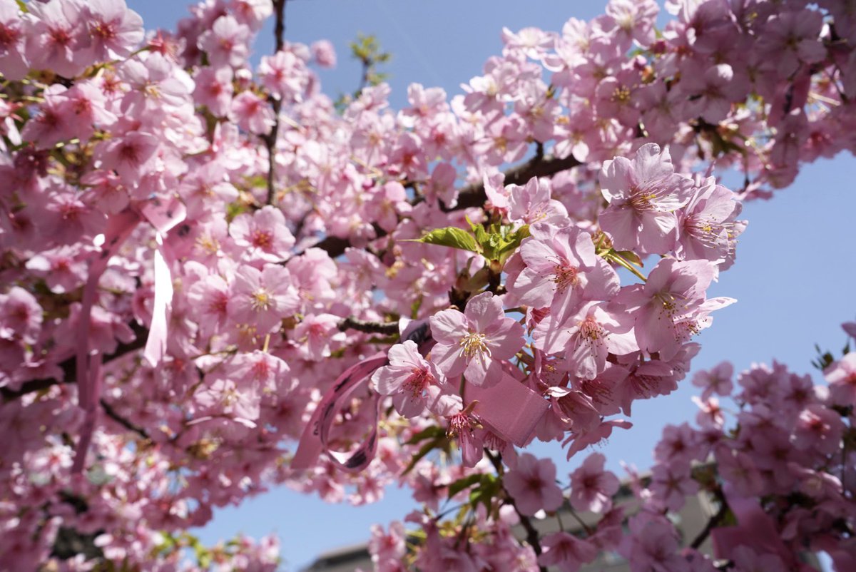 𝚛𝚘𝚔𝚞 tweet media