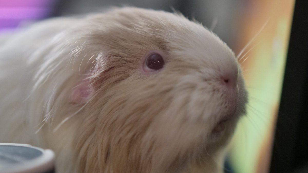 Hey Everyone! This is a long shot, but I need some help + exposure 🙏

I have one guinea pig named Senna (~5.5 years old) who is in need of a new home (Zuid-Holland Area) since her last partner Luke passed away recently due to old age. 

RT's Appreciated, more below in thread ⬇️