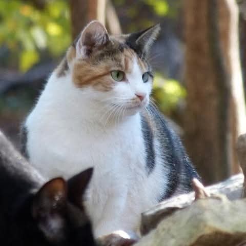 Callista is still a little cautious around people, preferring to keep to herself sometimes when it's busy and loud, but she also enjoys belly rubs when it's quiet and calm. She would do best in a quiet home  where she can overcome her tendency towards shyness. DOB: 05/04/2014