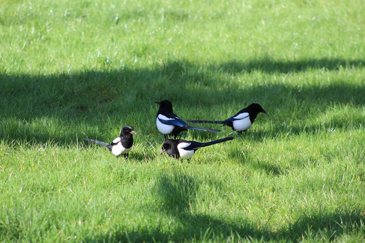 BellaDunnWriter's tweet image. It was nice to take the camera out today 🐦🐦‍⬛
#birdwatching #Springiscoming