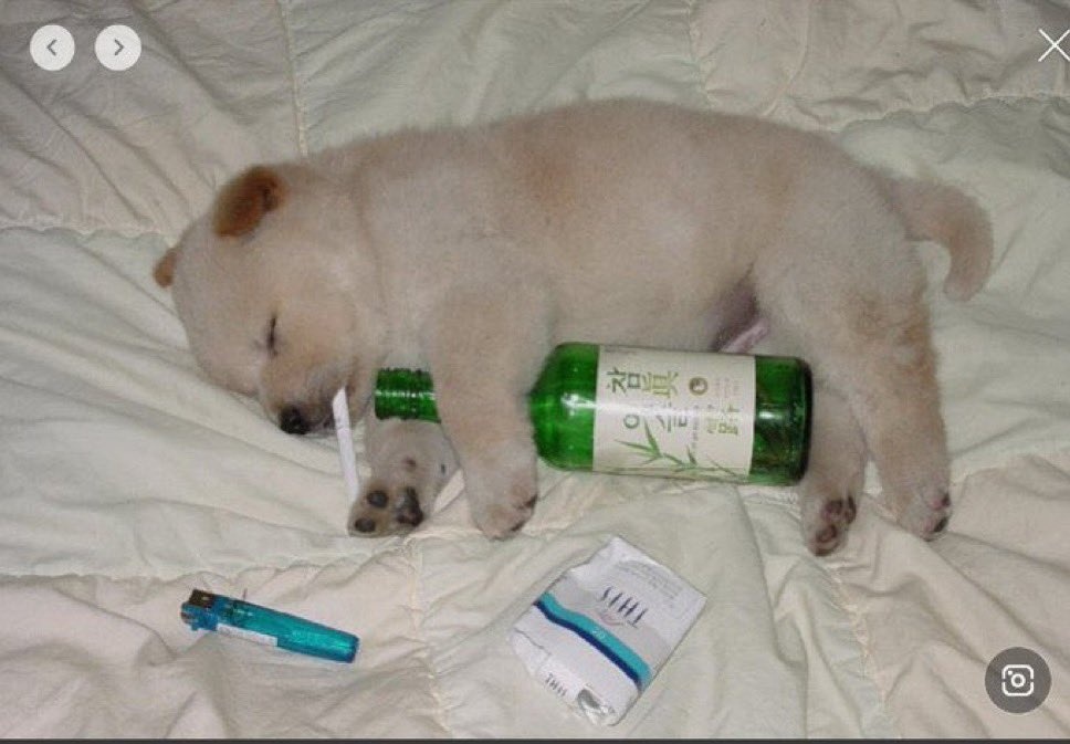 puppies (@retweetanimalss) on Twitter photo 