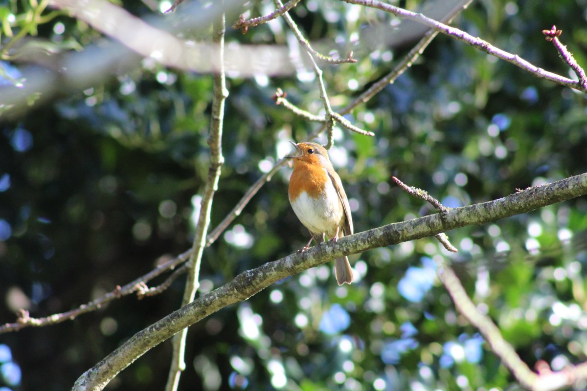 BellaDunnWriter's tweet image. It was nice to take the camera out today 🐦🐦‍⬛
#birdwatching #Springiscoming