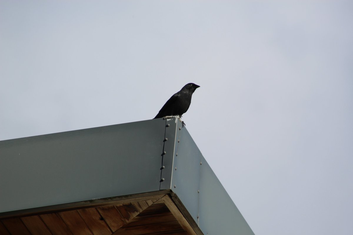 BellaDunnWriter's tweet image. It was nice to take the camera out today 🐦🐦‍⬛
#birdwatching #Springiscoming