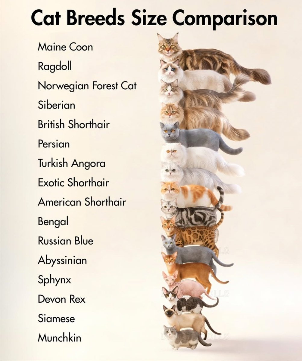 We don't deserve cats 😺 tweet media