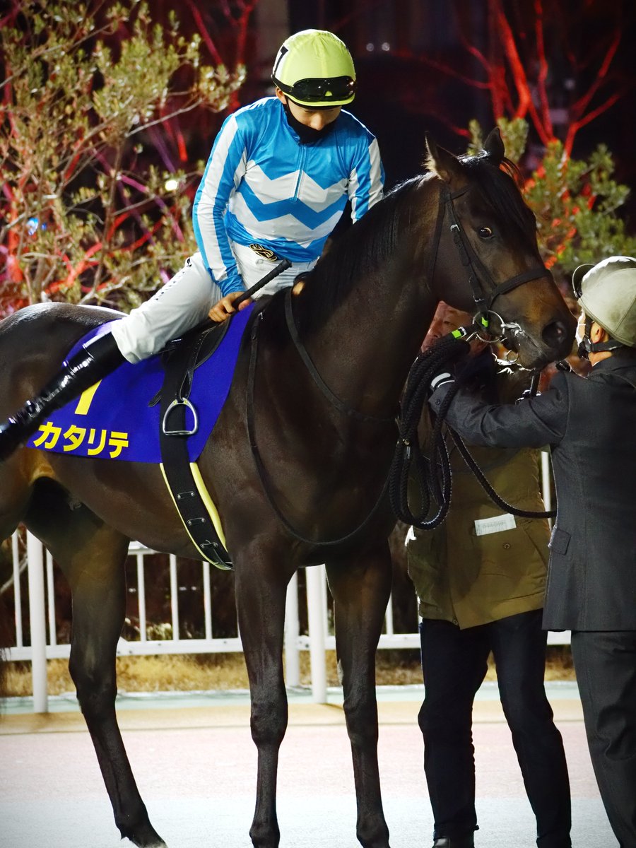 MakeFarmTokyo's tweet photo. 2026年1月21日船橋競馬場
JpnIII ブルーバードカップ
カタリテくん　その2 https://t.co/1BRSqJyAI9