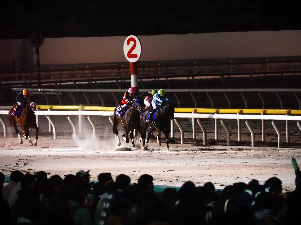 MakeFarmTokyo's tweet photo. 2026年1月21日船橋競馬場
JpnIII ブルーバードカップ
カタリテくん　その2 https://t.co/1BRSqJyAI9