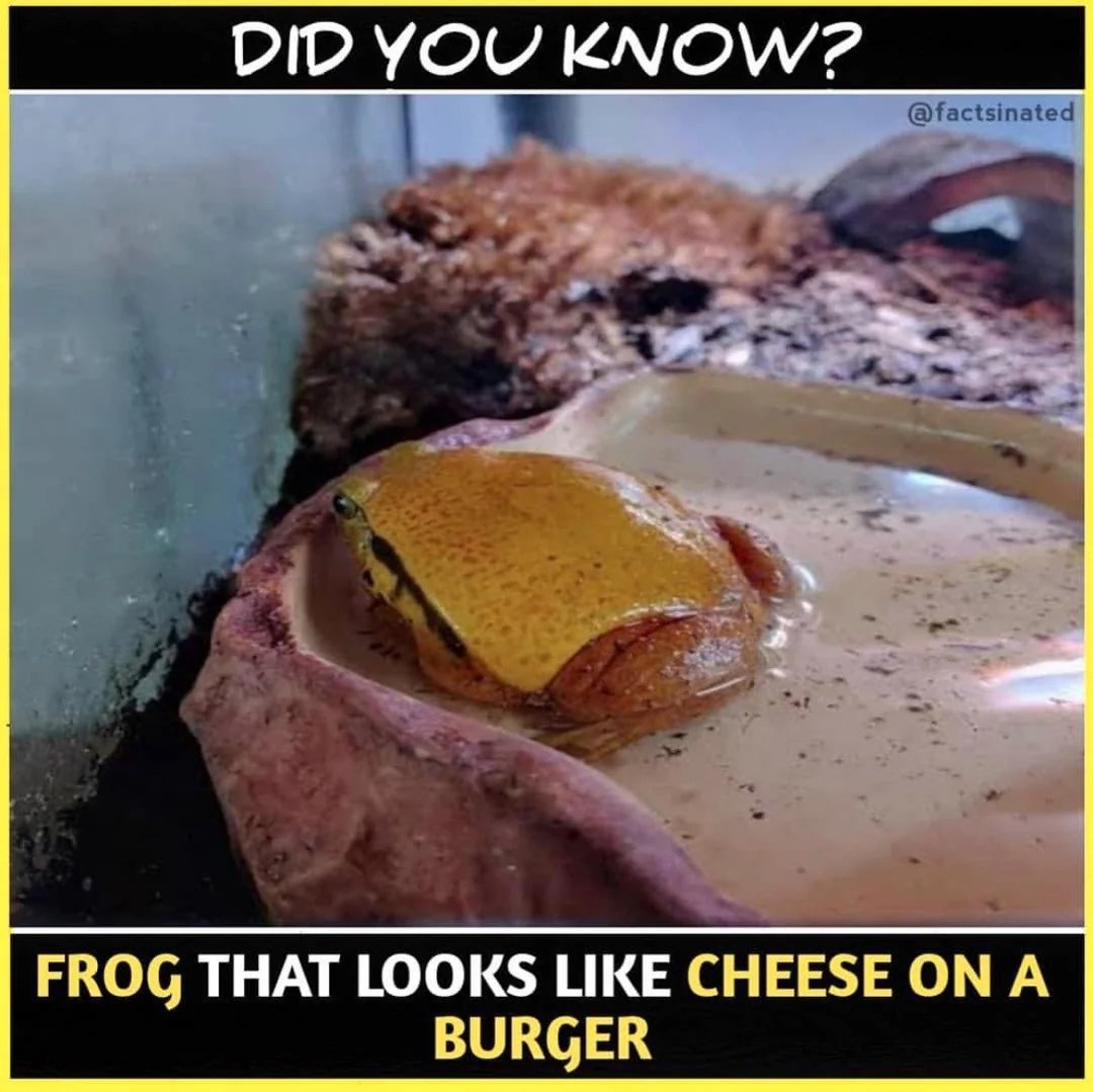 Queen Liza🩷🤍💙 tweet media