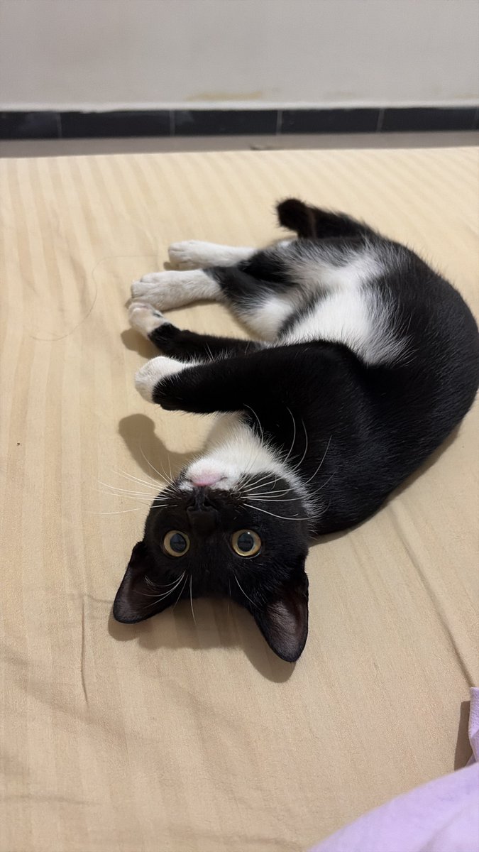 dia mulutnya bau banget. sebau itu. harus sampe tutup hidung. kadang sampe hoek hoek. ini atasi nya gimana ya help😭😭😭😭😭😭

mana suka ngelendot deket2