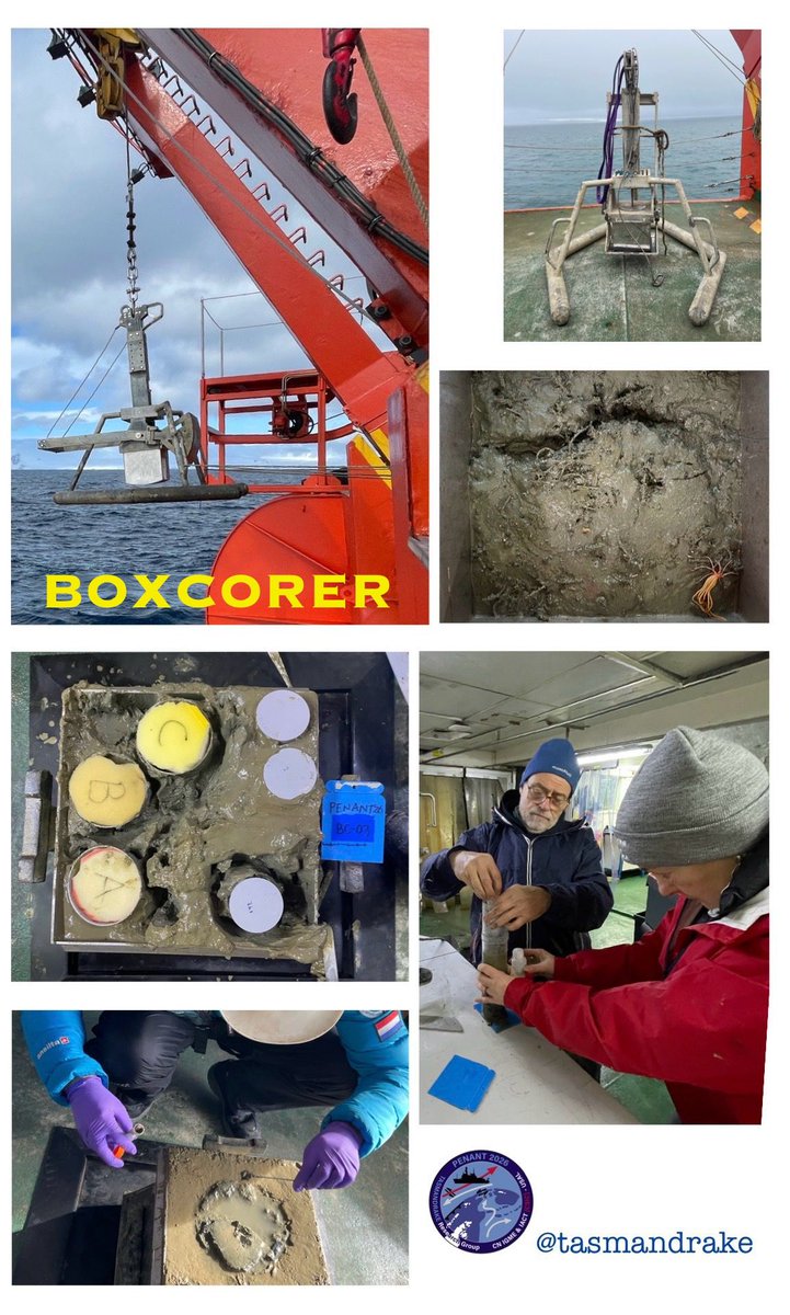 TASMANDRAKE tweet media