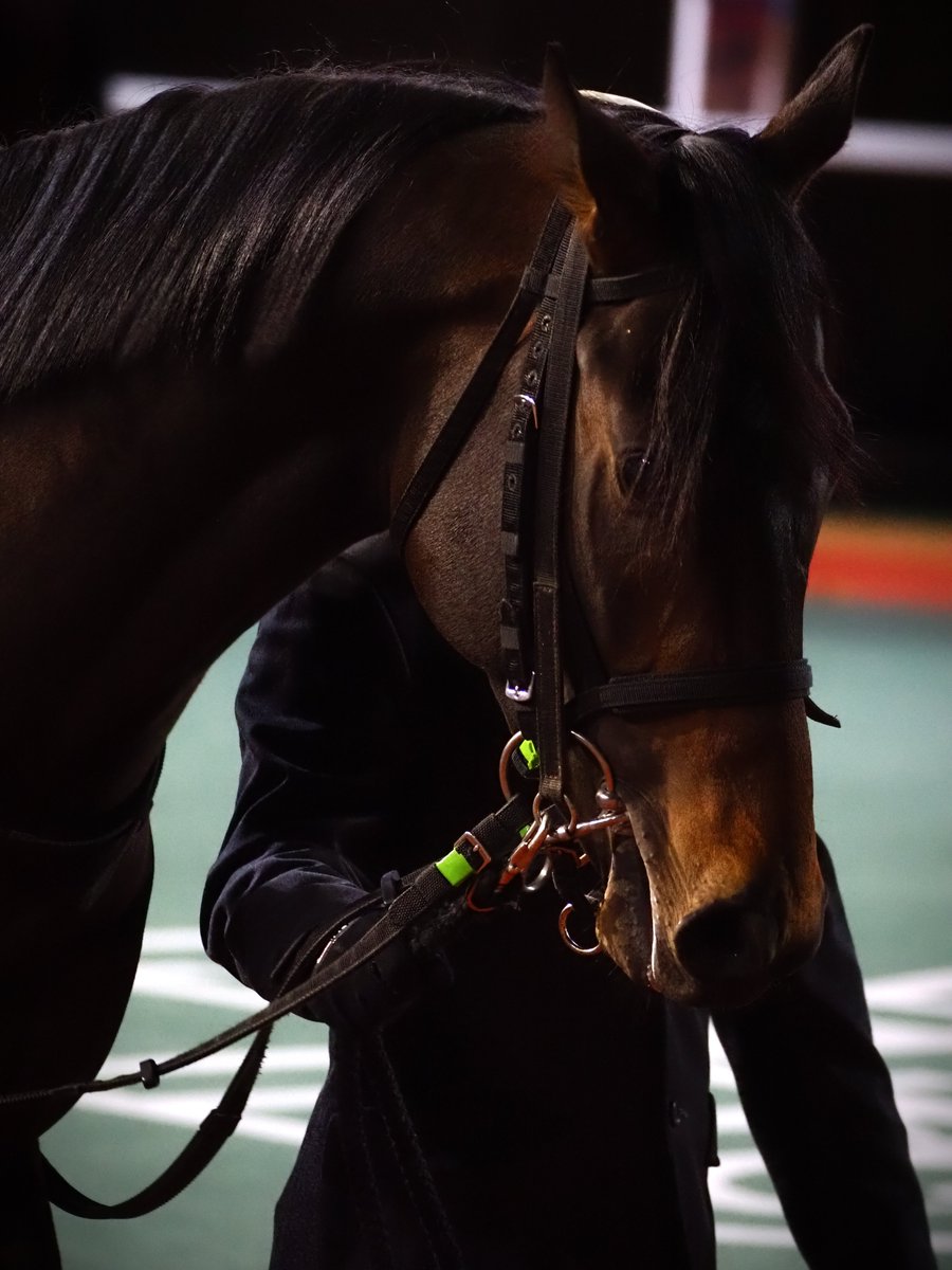 MakeFarmTokyo's tweet photo. 2026年1月21日船橋競馬場
JpnIII ブルーバードカップ
カタリテ 2着
真っ黒のカタリテくんの写真を補正するのが面倒で先延ばしにしてました🙇ナイター競馬の撮影初めてでしたが補正しやすい設定とかあるんでしょうか？四苦八苦しました😅
その1 https://t.co/q81EI7YoqI