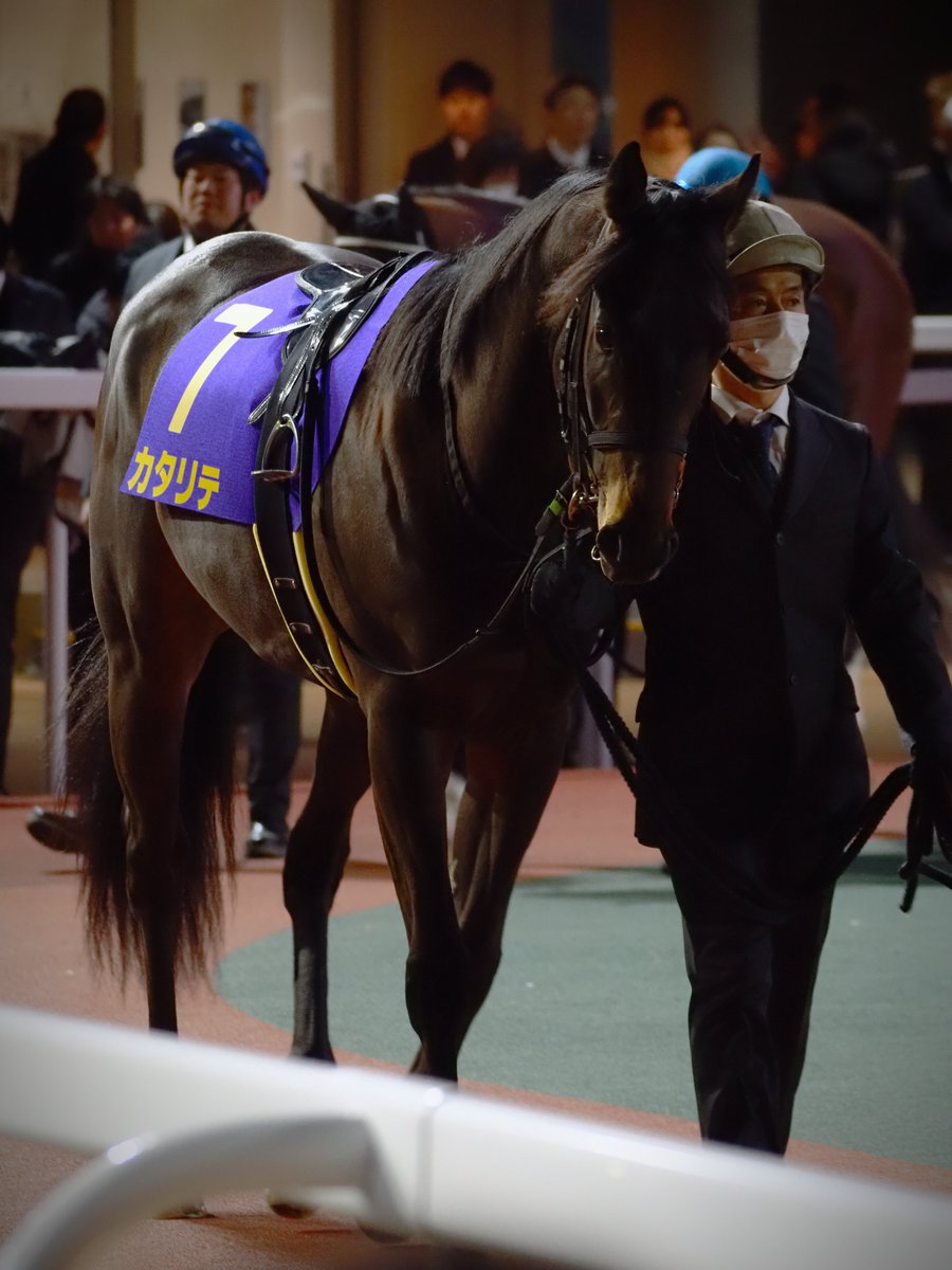 MakeFarmTokyo's tweet photo. 2026年1月21日船橋競馬場
JpnIII ブルーバードカップ
カタリテ 2着
真っ黒のカタリテくんの写真を補正するのが面倒で先延ばしにしてました🙇ナイター競馬の撮影初めてでしたが補正しやすい設定とかあるんでしょうか？四苦八苦しました😅
その1 https://t.co/q81EI7YoqI