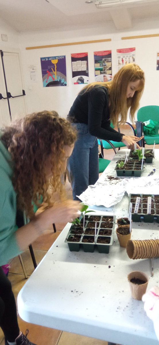 DeRhuam's tweet photo. Hoy en el Centro de @mostoleseducacionambiental hemos realizado un taller de semillado de los cultivos que más nos gustan! 🍉🍅🥒🌶️ Un día muy bonito en el que hemos aprendido algunos trucos. Ha sido un placer, gracias!
@sistemasmedioambientales 
@ayto_mostoles 
#huertosurbanos https://t.co/dJAmrJTtje
