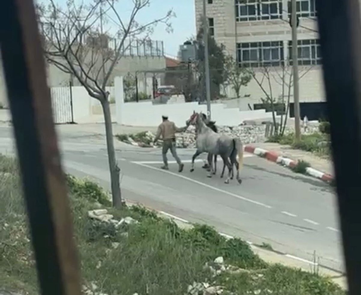 BREAKING: Israeli settlers are right now attacking the Christian village of Taybeh, targeting Palestinian Christian homes, stealing two horses from a Christian family, blocking the streets with their cars, and terrorizing the entire community.
savewestbankchristians.com