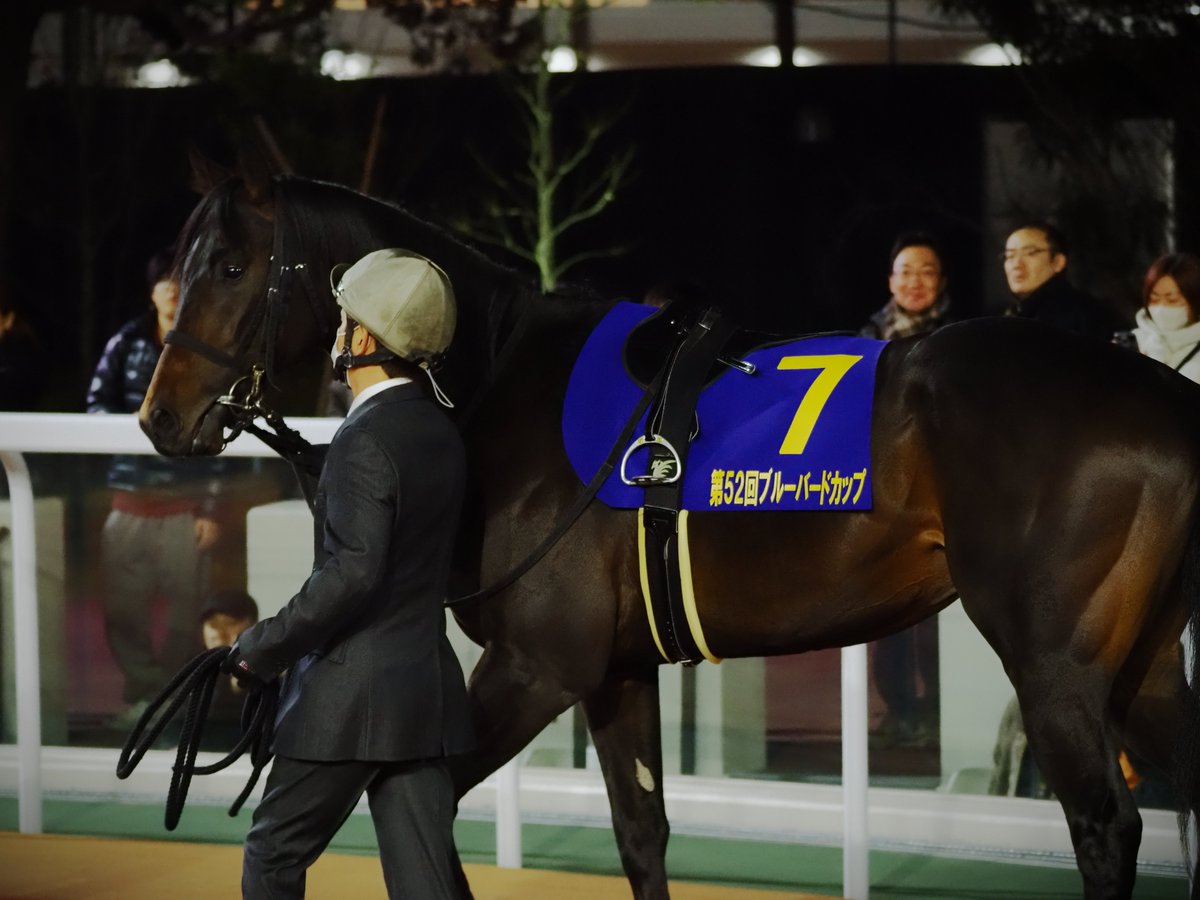 MakeFarmTokyo's tweet photo. 2026年1月21日船橋競馬場
JpnIII ブルーバードカップ
カタリテ 2着
真っ黒のカタリテくんの写真を補正するのが面倒で先延ばしにしてました🙇ナイター競馬の撮影初めてでしたが補正しやすい設定とかあるんでしょうか？四苦八苦しました😅
その1 https://t.co/q81EI7YoqI