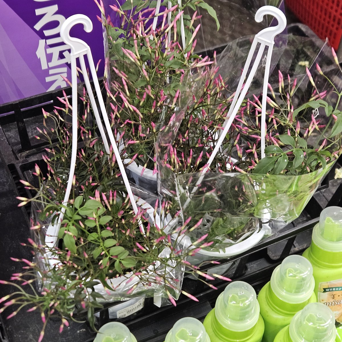 これはジャスミン？なんだろ。咲きそうで欲しい。