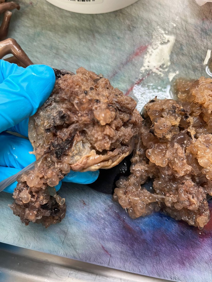 Rui Caetano Oliveira tweet media