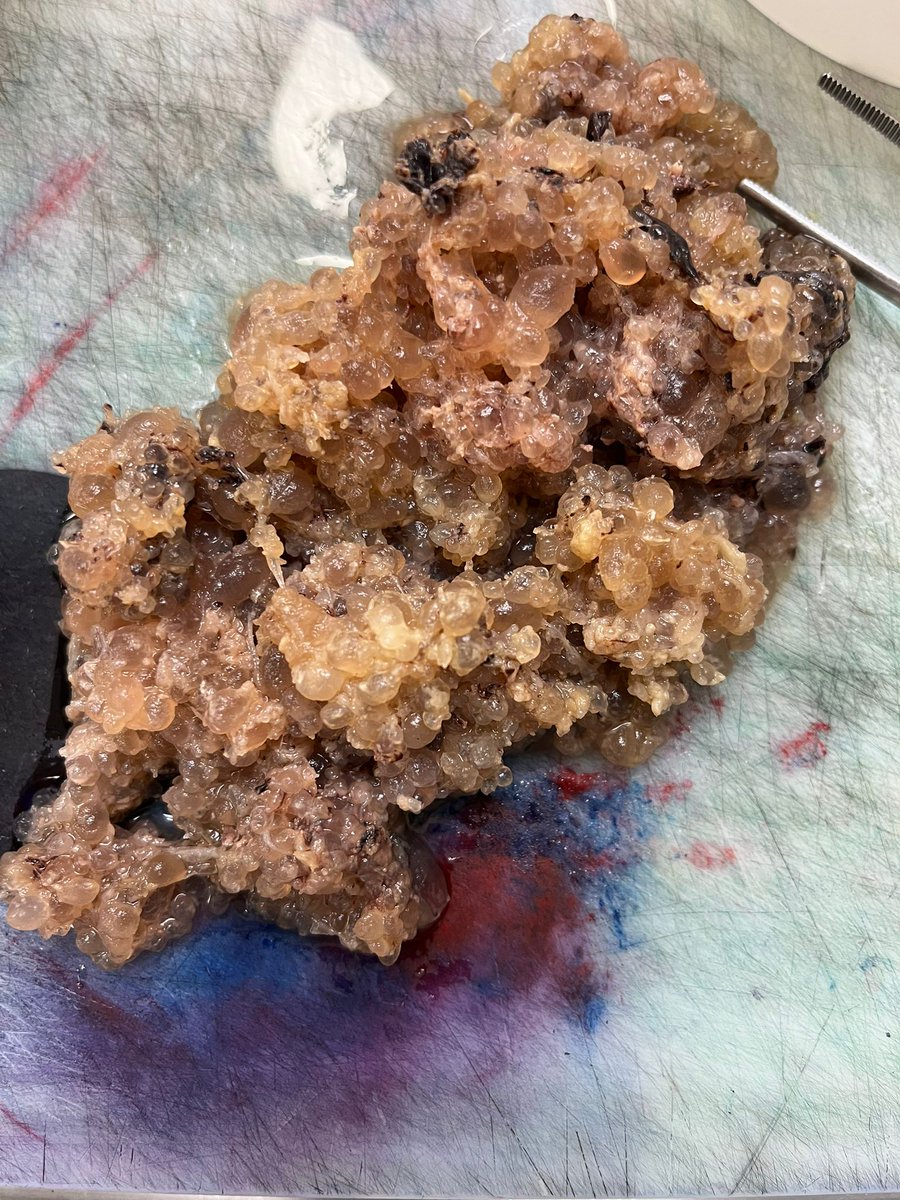 Rui Caetano Oliveira tweet media