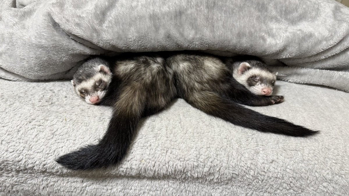 チーム句読点 tweet media