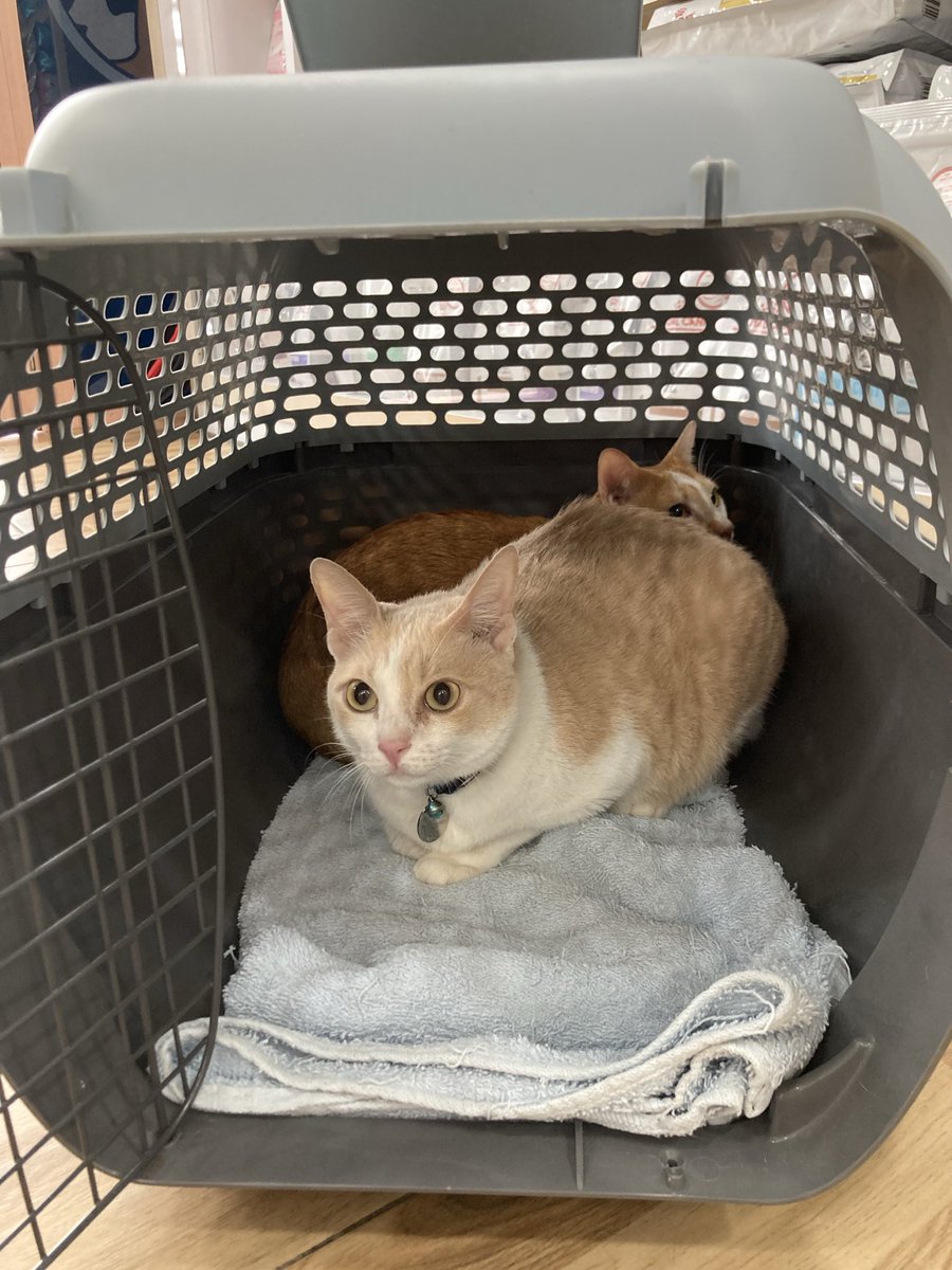 Taro tooth problem, maybe need to take it out🥲🧐😣