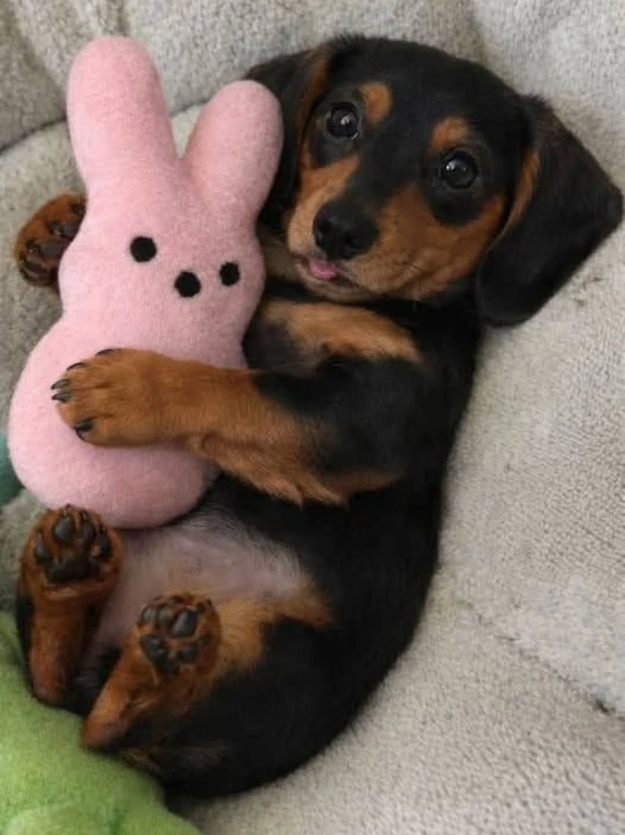 💖 (@twaniimals) on Twitter photo 