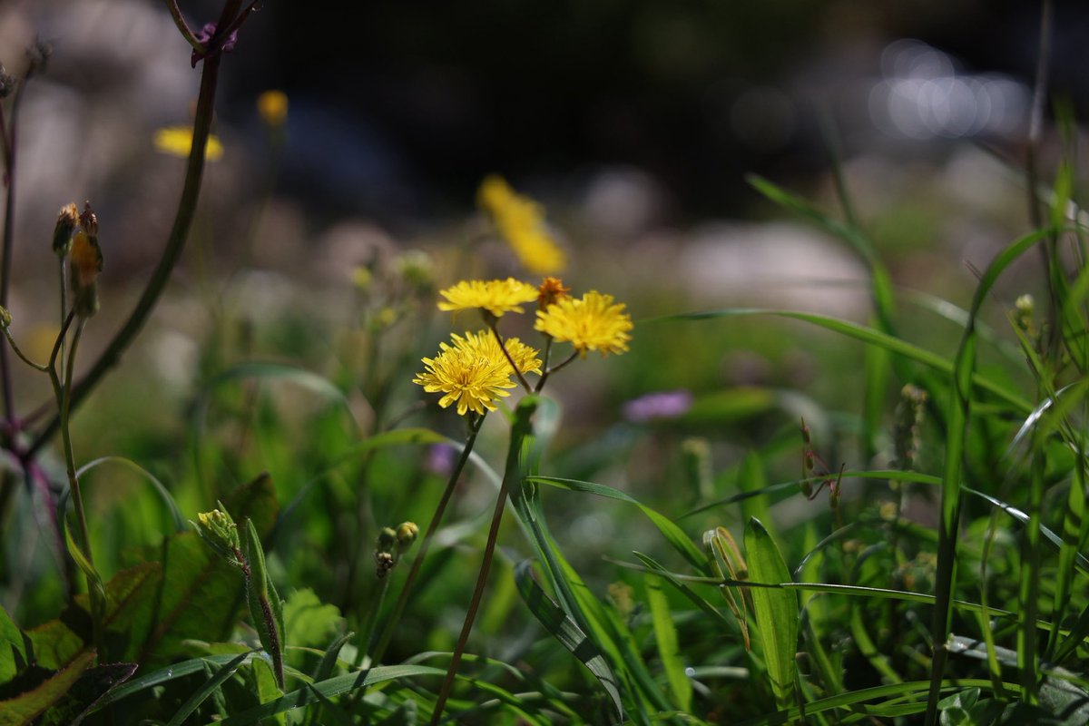 KeremAk69's tweet photo. #motorcycletour #biker #flowers #NatureLovers #canonphotography #ontheroad #caferacer https://t.co/Hcwvt2zO0Y