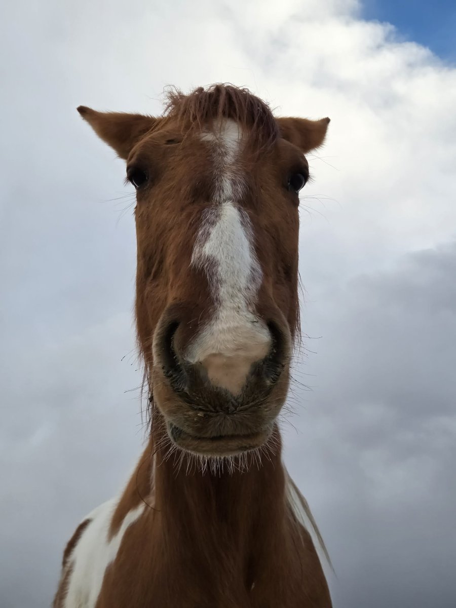 ๐ฝ๐๐๐๐ ๐ฎ๐๐๐๐๐๐ tweet media