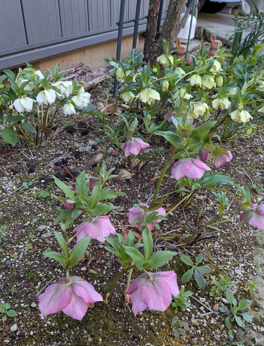 クリスマスローズ 今が満開かな お世話しないせいか 寂しそうだけど