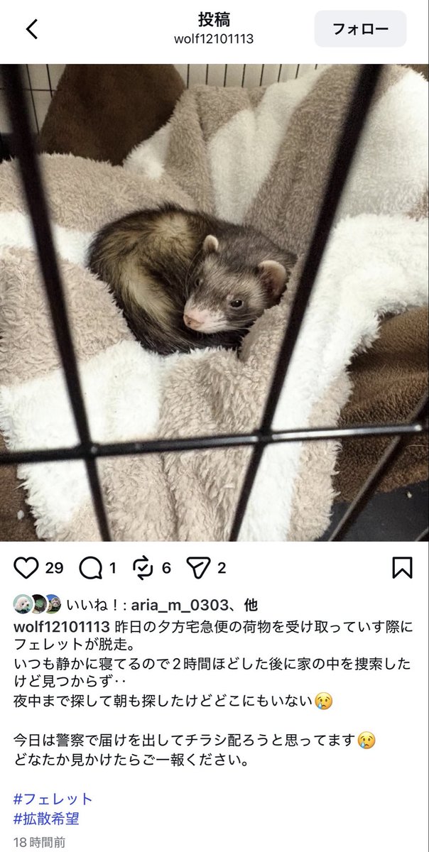 Wakame94268293's tweet photo. #フェレット
#脱走
#捜索中
#町田市中町
#情報求む
#拡散希望 https://t.co/0SuRYzkjac