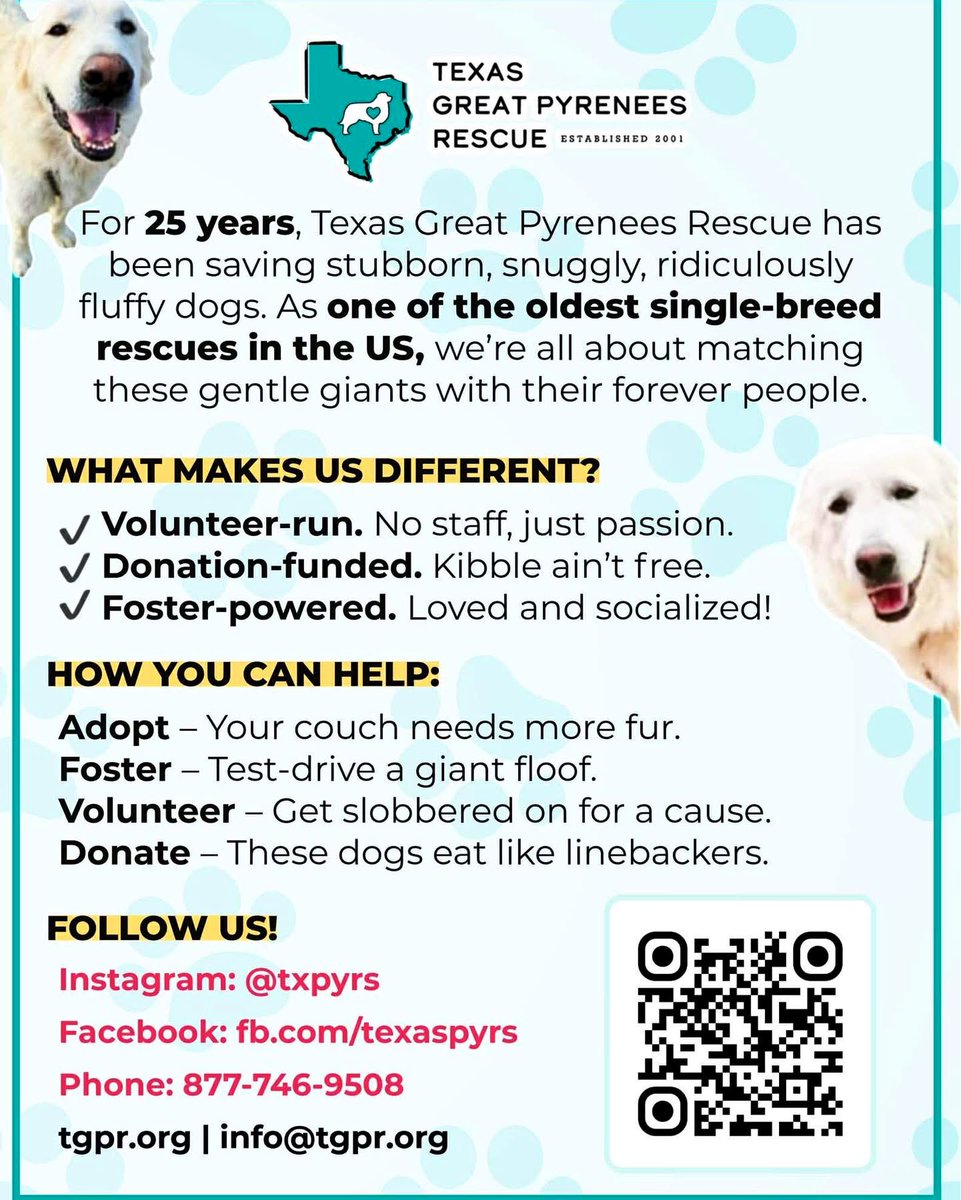 RussianBerner's tweet image. We’ve been posting a lot of pups from different  #GreatPyrenees Rescues - 

This beautiful breed is used as a livestock guardian dog and often subjected to abuse 💔🤬😢 many are abandoned and end up as strays 💔

They make very loyal and loving family companions like most giant