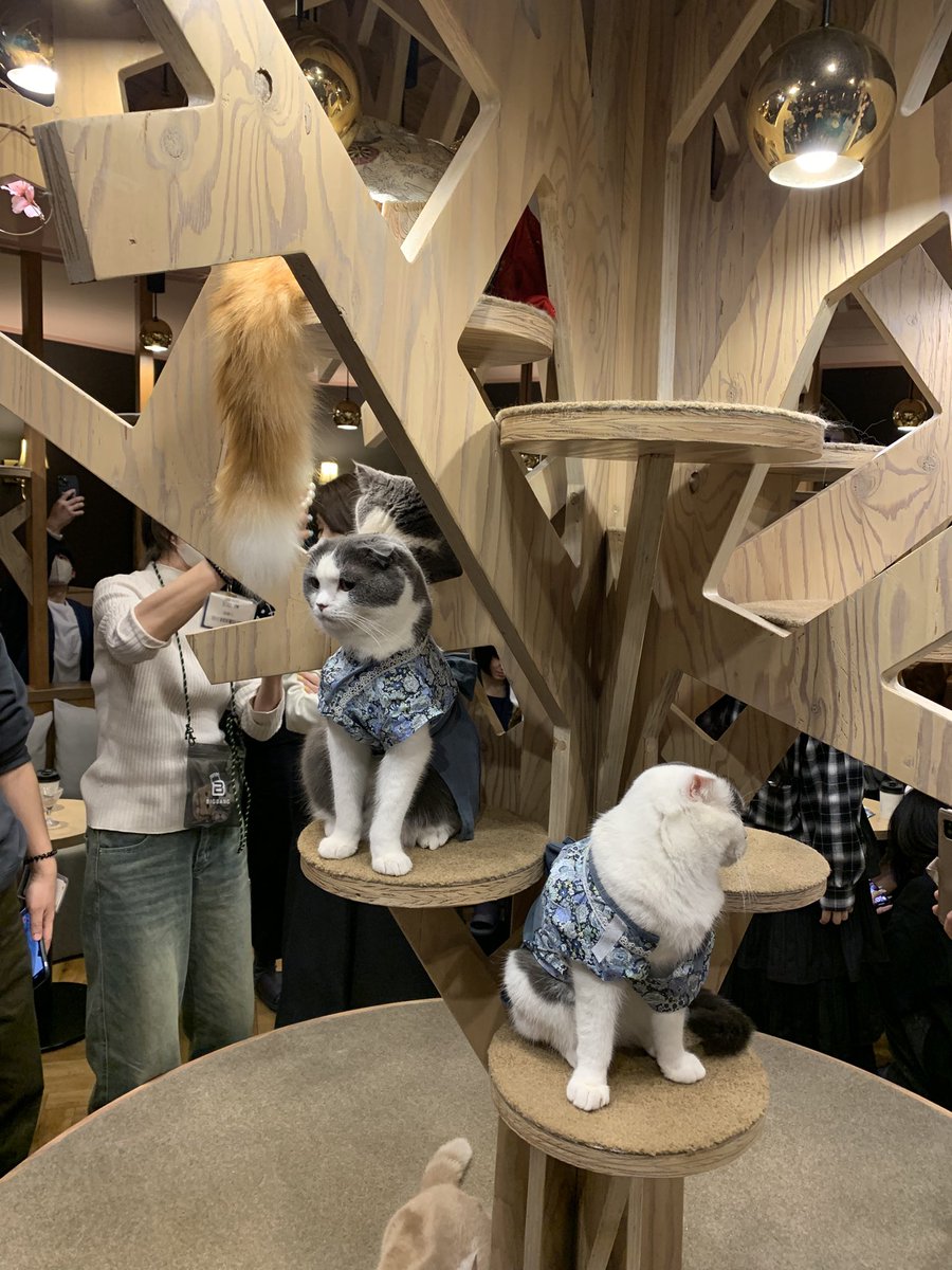 高城瀬奈 GC8 tweet media