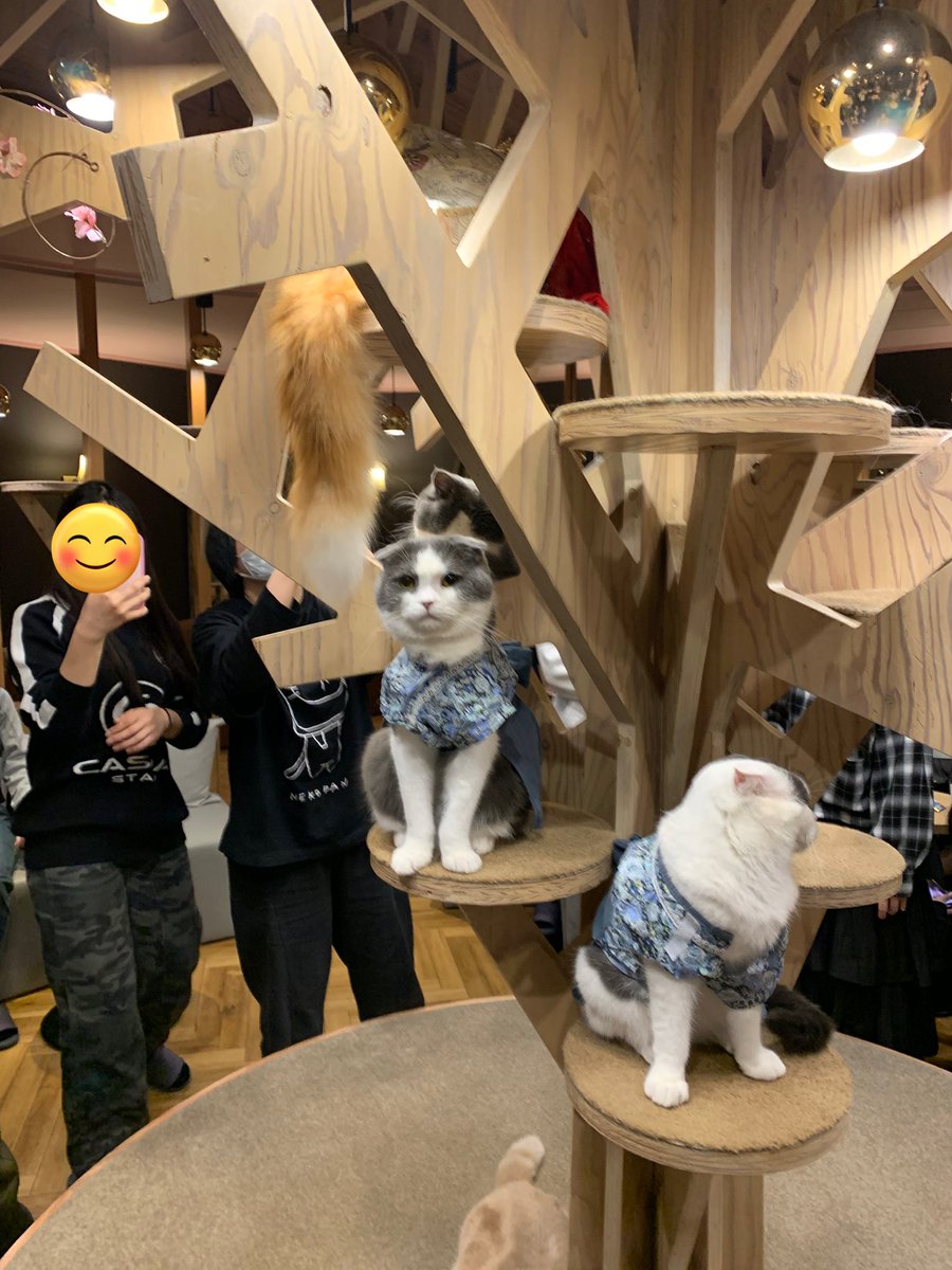 高城瀬奈 GC8 tweet media