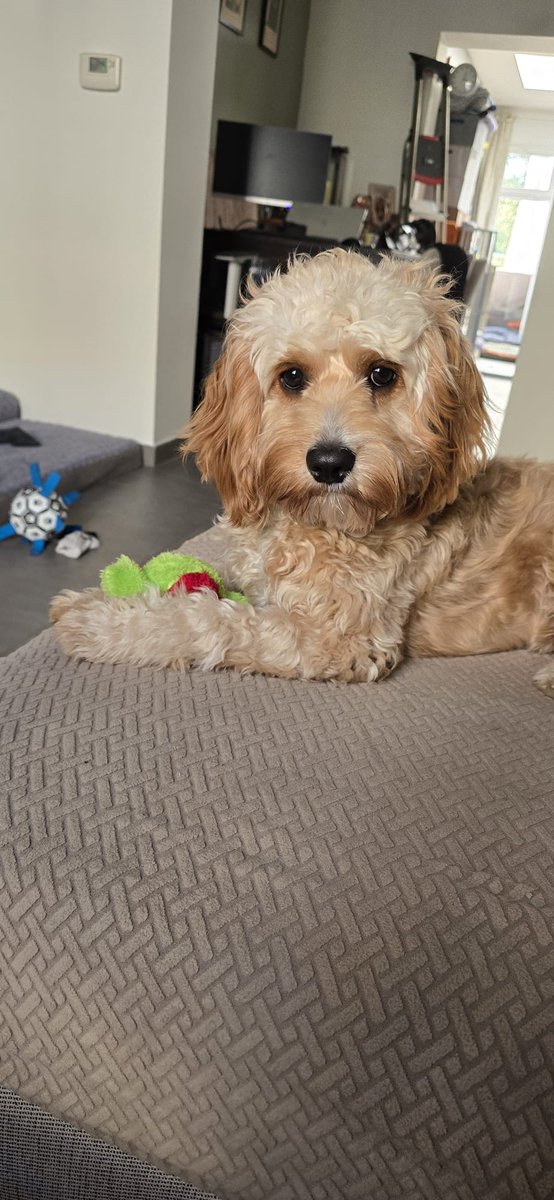 CharlieConwell_Author🇧🇪🇮🇪 tweet media