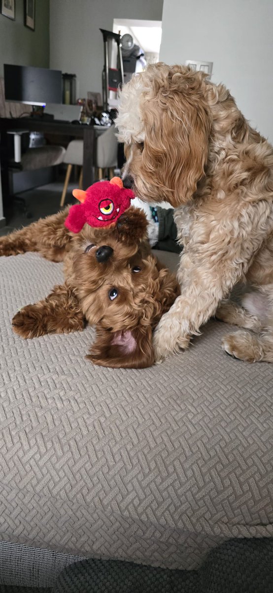 CharlieConwell_Author🇧🇪🇮🇪 tweet media