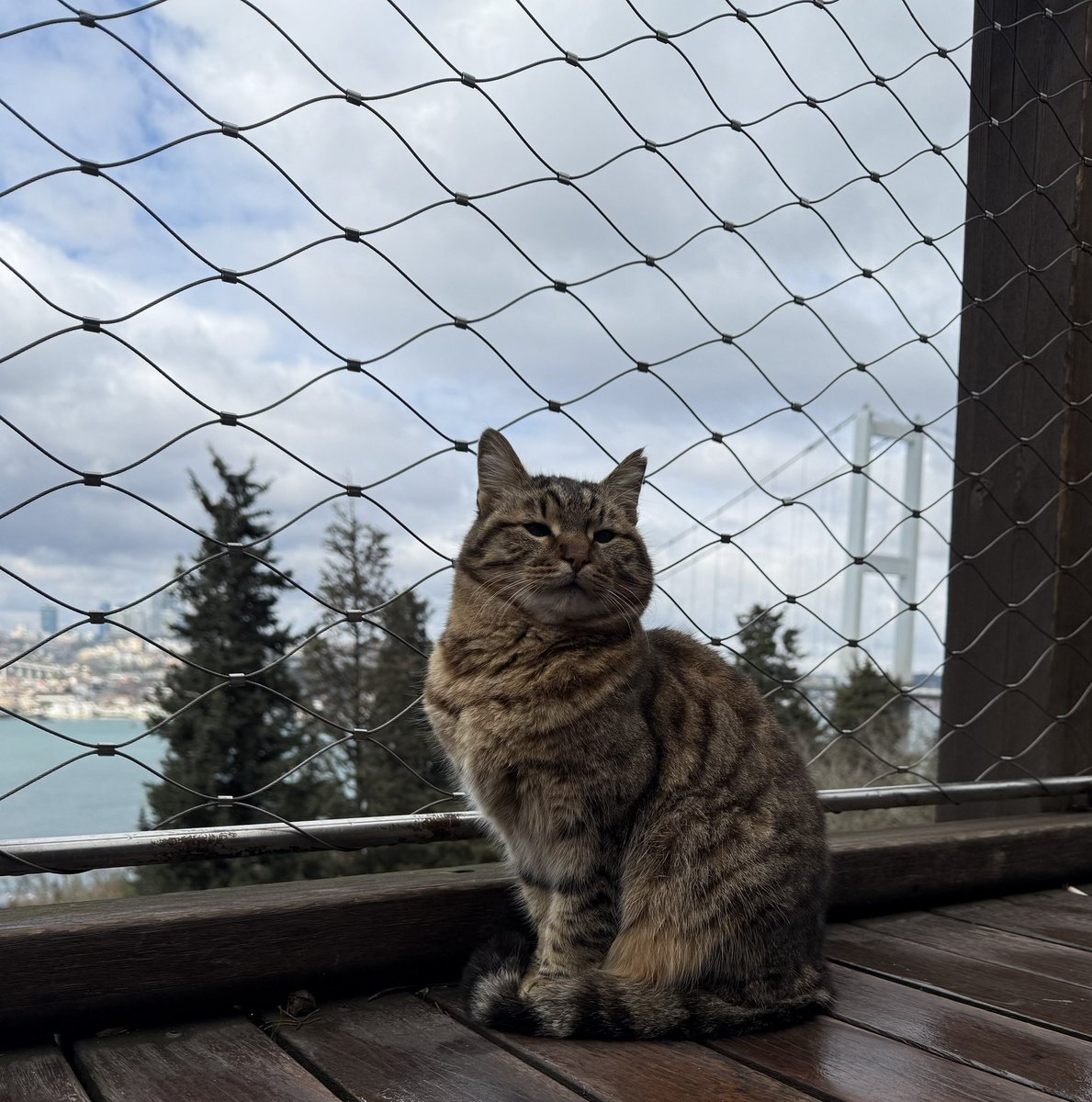 kedi bile abiii İstanbul yaa diyo