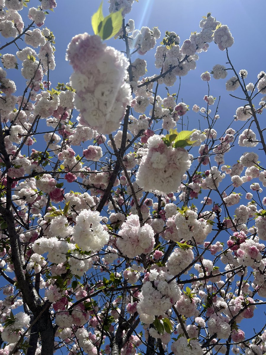 本多羅偉 tweet media