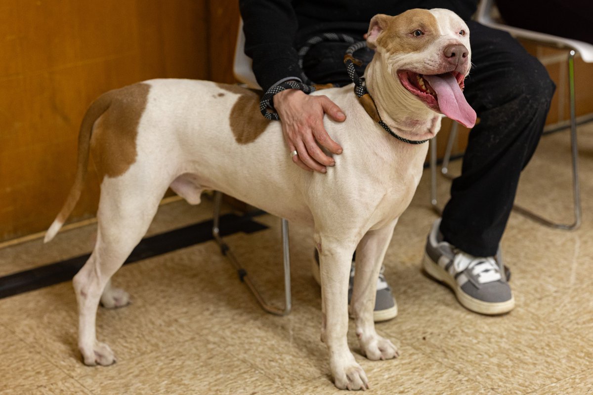 Mayor Brandon Johnson tweet media