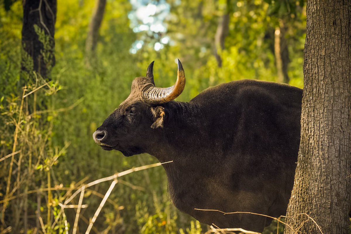 cervical008's tweet photo. The mighty Indian Gaur 🐃
Kanha tiger reserve 
#jungle #Safari #wildlife https://t.co/Hv61O1rpFl