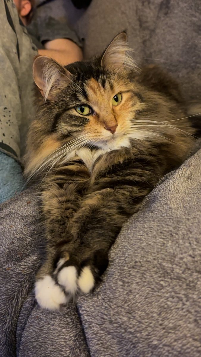 agent alcuin ⋆｡°✩ Fall For Me #1 Fan tweet media