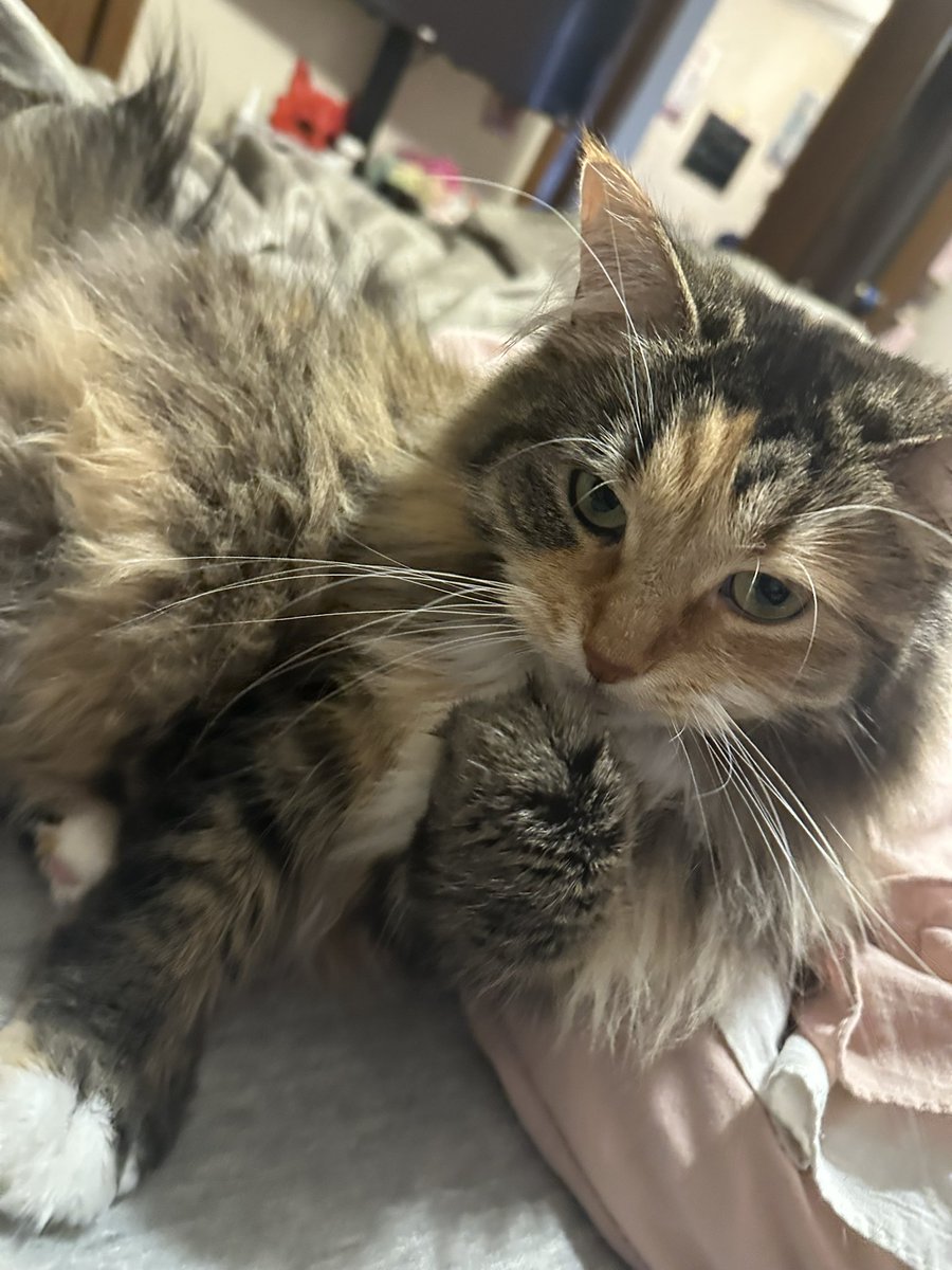 agent alcuin ⋆｡°✩ Fall For Me #1 Fan tweet media