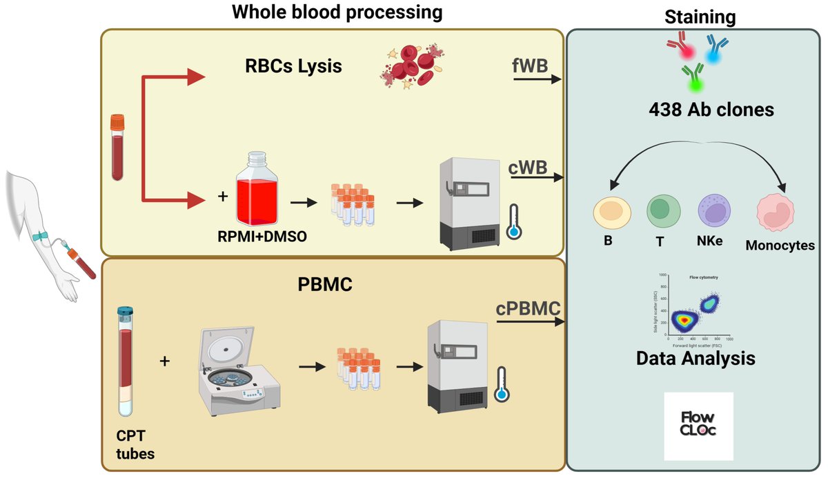 LabWaggoner's tweet photo. FlowCLOc, a New Tool for Selecting the Most Appropriate Antibodies in Flow Cytometry
https://t.co/c4nDYIHClH https://t.co/UNVFs4yrpD