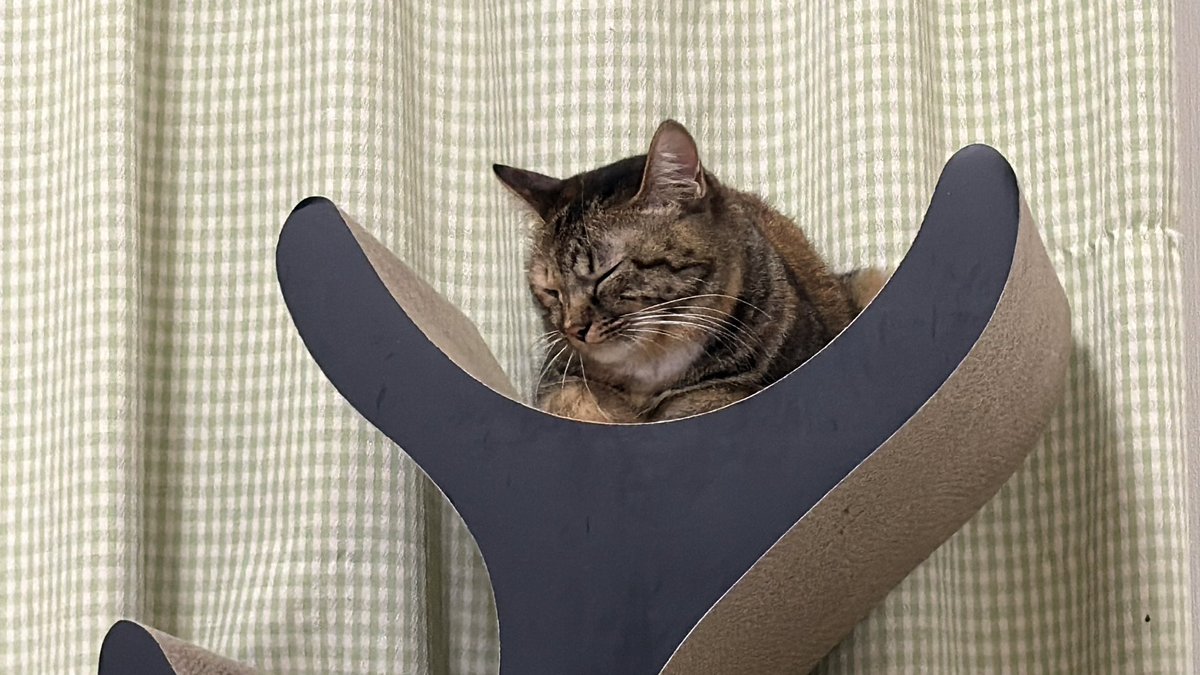 nekokamasu's tweet photo. 先ほどはライブで麿白を偲んでくださりありがとうございました。スパチャ頂いた方、ご連絡頂ければ御礼動画をお送りさせて頂きますのでよろしくお願い致します。
あれだけ多くの方々に偲んで頂けた事、麿白もきっとウチューへのお土産すると思います。
私も一層、これからの猫たちの縁に最善を尽くしたいと思います。
これからも「ウチューネコチャンズ」をどうぞ宜しくお願いいたします。