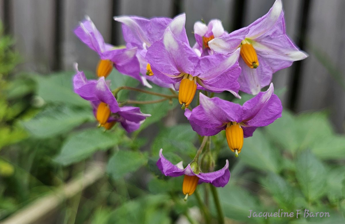 Jacqueline F Baron tweet media