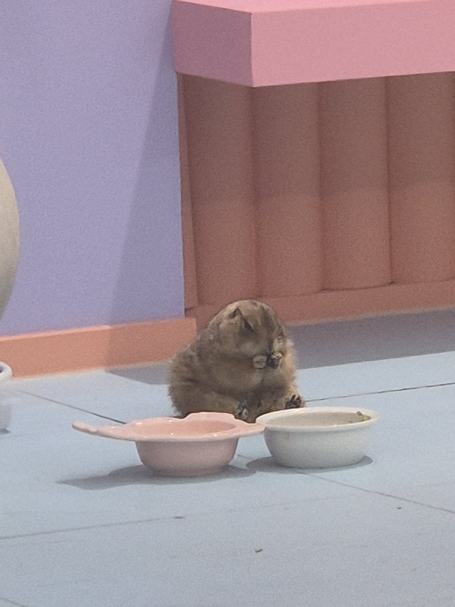 짱귀여운 프레리독 발견