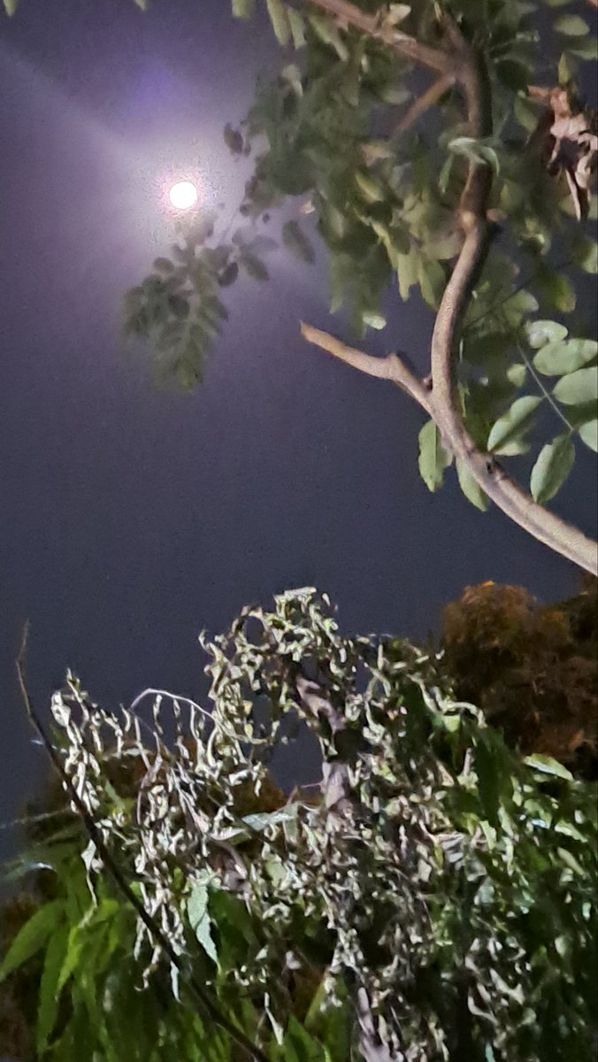 lightseekerusha's tweet image. Tonight feels made for moon gazing—
a quiet sky, soft light, and a moment of stillness.

#MoonGazing 
#NightSky 
#Moonlight 
#NightVibes 
#SkyLovers 
#QuietMoments 
#NatureDiary