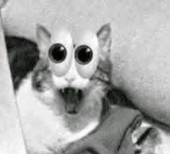 MapacheMistico tweet media