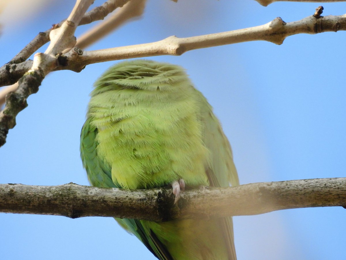 Ellie 🌲🌼🦜 tweet media